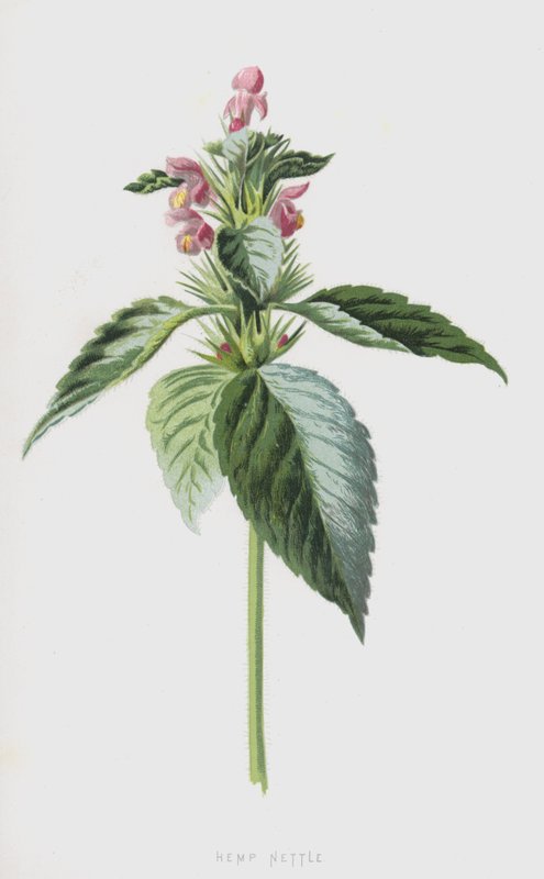 Hampa Nässla (chromolitho) av Frederick Edward Hulme