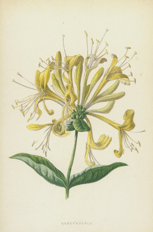 Kaprifol (chromolitho) av Frederick Edward Hulme