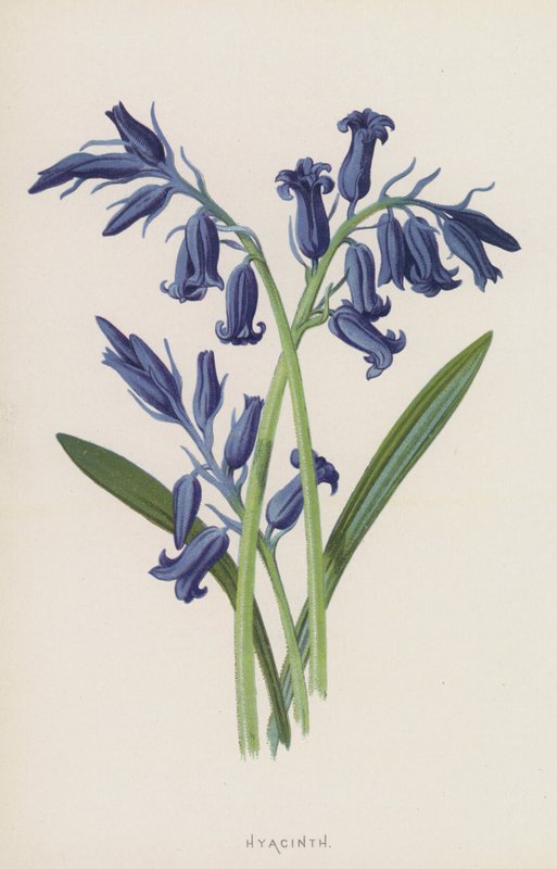 Hyacint (chromolitho) av Frederick Edward Hulme