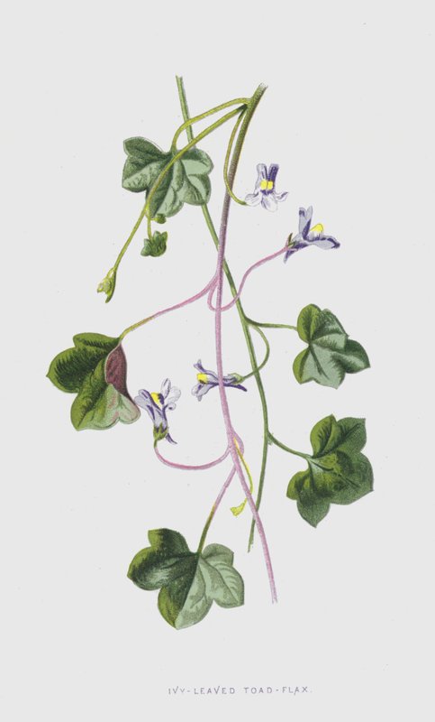 Murgröna-bladpadda-lin (chromolitho) av Frederick Edward Hulme