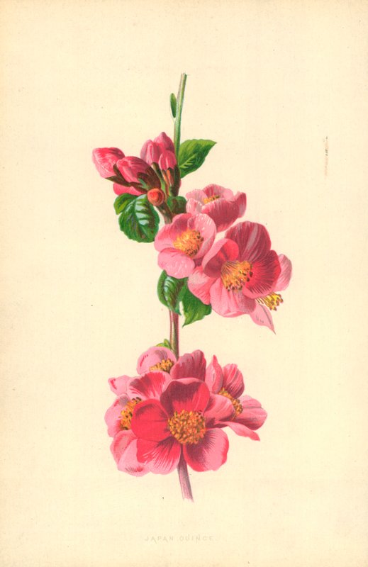 Japan Quince av Frederick Edward Hulme