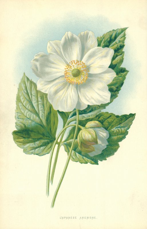 Japansk anemon av Frederick Edward Hulme