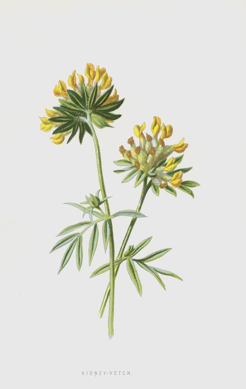 Kidney-Vetch (chromolitho) av Frederick Edward Hulme