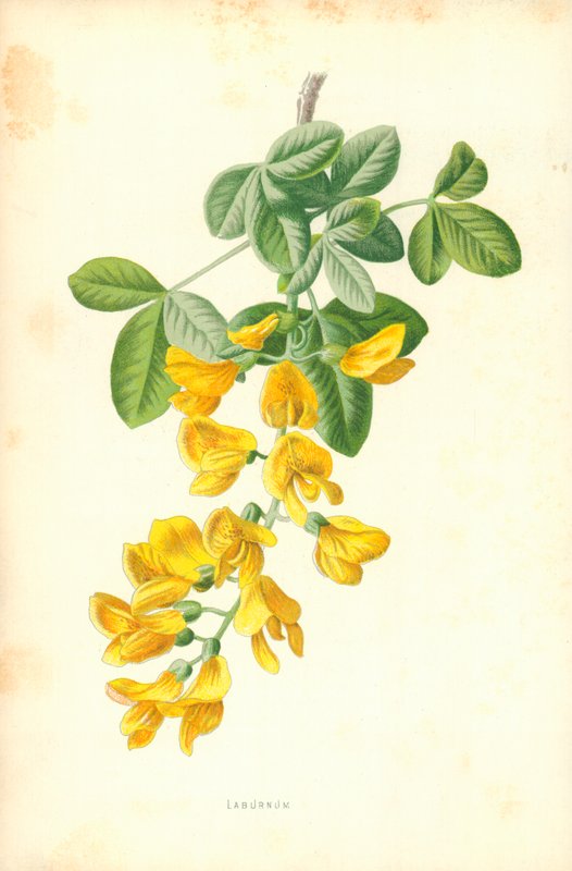 Laburnum av Frederick Edward Hulme