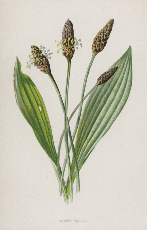 Lamm-Tunga (chromolitho) av Frederick Edward Hulme