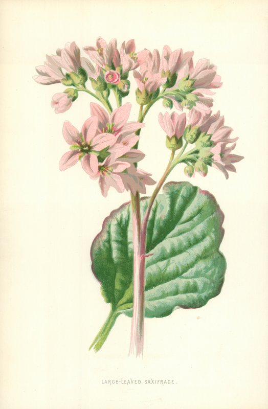 Mbegu ya Saxifrage yenye Majani Makubwa av Frederick Edward Hulme
