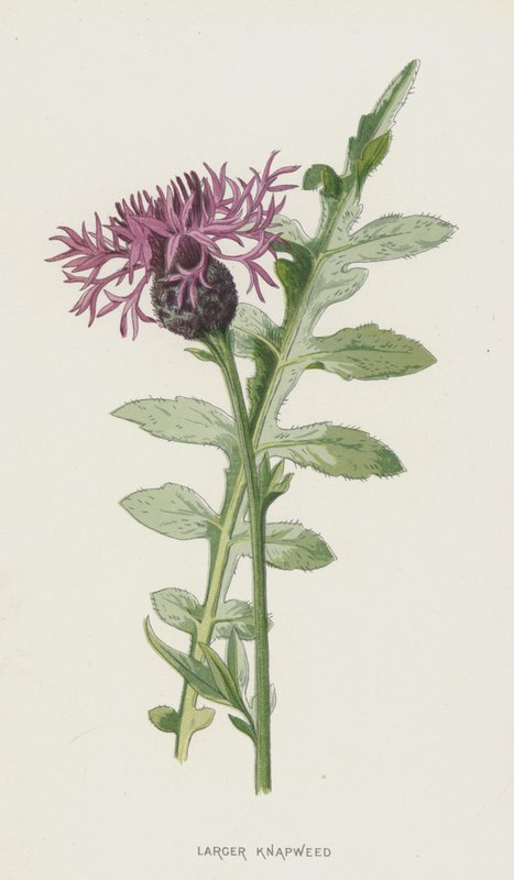 Större napweed (chromolitho) av Frederick Edward Hulme