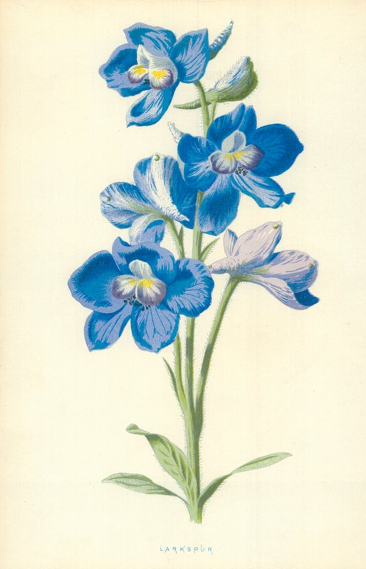 Riddarsporre av Frederick Edward Hulme