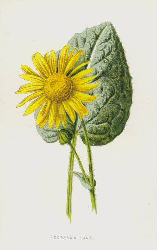 Leopards Bane (chromolitho) av Frederick Edward Hulme