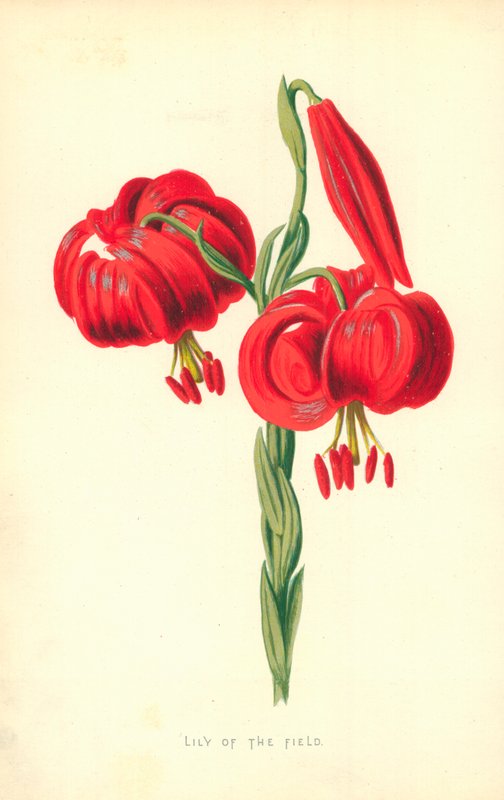 Lilja av fältet av Frederick Edward Hulme