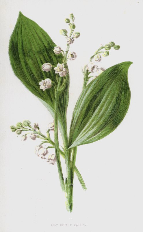 Liljekonvalj (chromolitho) av Frederick Edward Hulme
