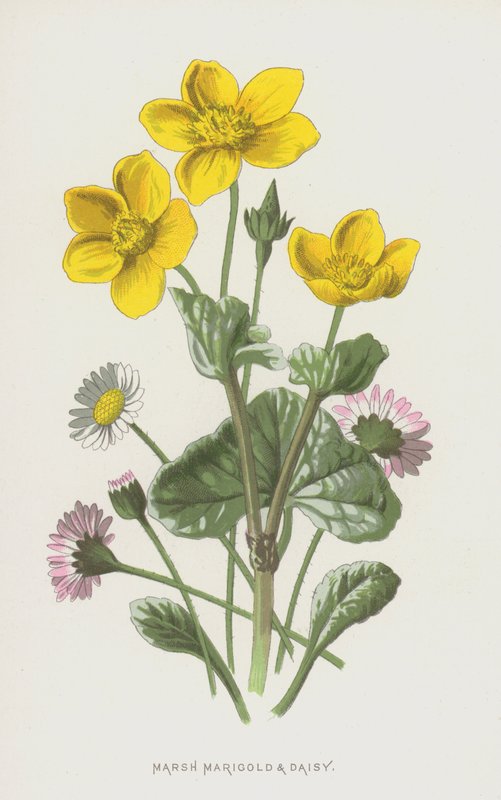 Marsh Marigold and Daisy (chromolitho) av Frederick Edward Hulme