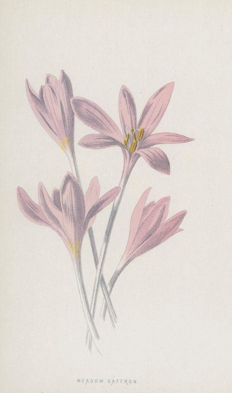 Ängssaffran (chromolitho) av Frederick Edward Hulme