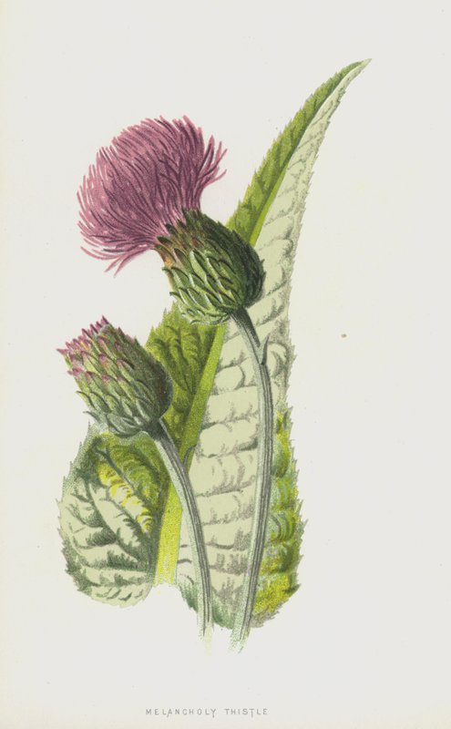 Melankolisk tistel (chromolitho) av Frederick Edward Hulme