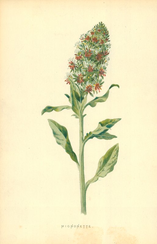 Micnonette av Frederick Edward Hulme