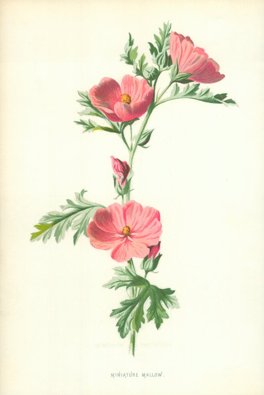 Malva i miniatyr av Frederick Edward Hulme