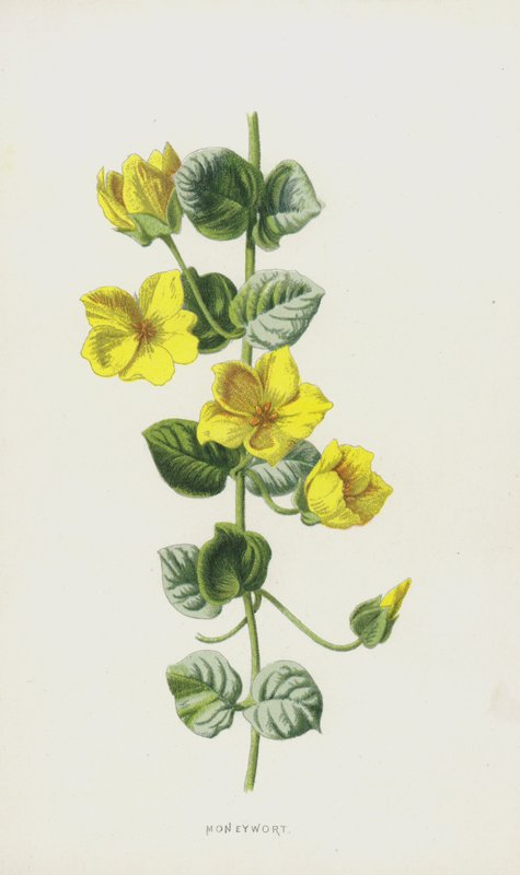 Moneywort (chromolitho) av Frederick Edward Hulme