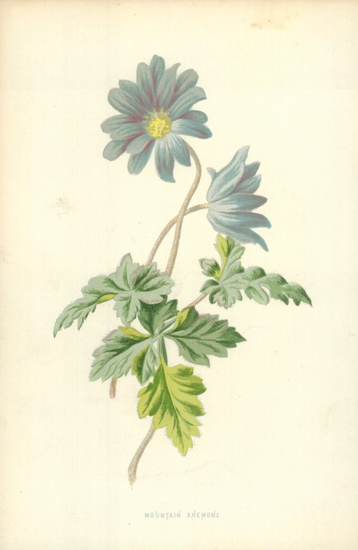 Bergsanemon av Frederick Edward Hulme