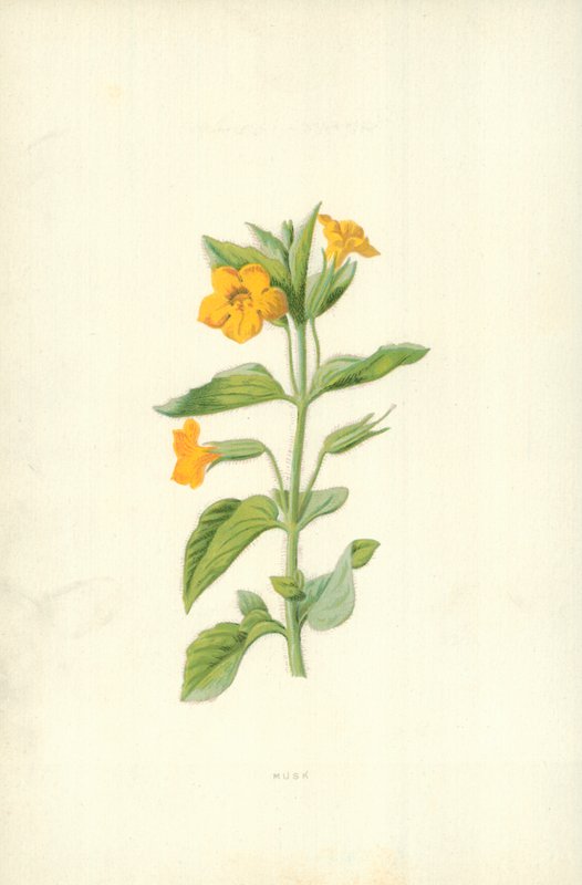 Mysk av Frederick Edward Hulme