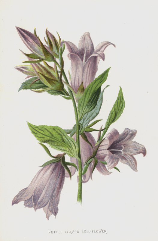 Nässlabladsklocka-blomma (chromolitho) av Frederick Edward Hulme