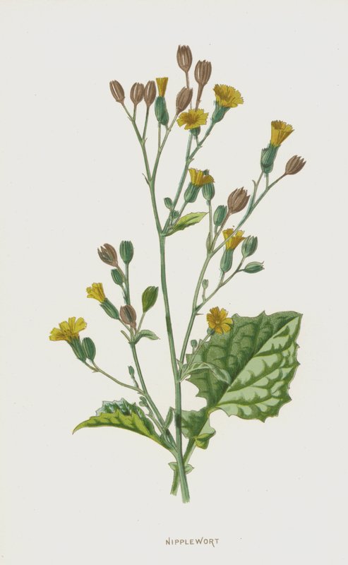 Nipplewort (chromolitho) av Frederick Edward Hulme