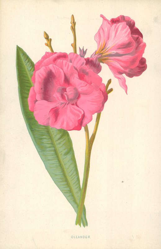 Oleander av Frederick Edward Hulme