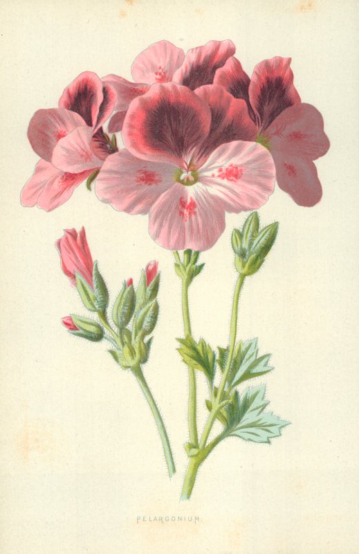 Pelargonia av Frederick Edward Hulme