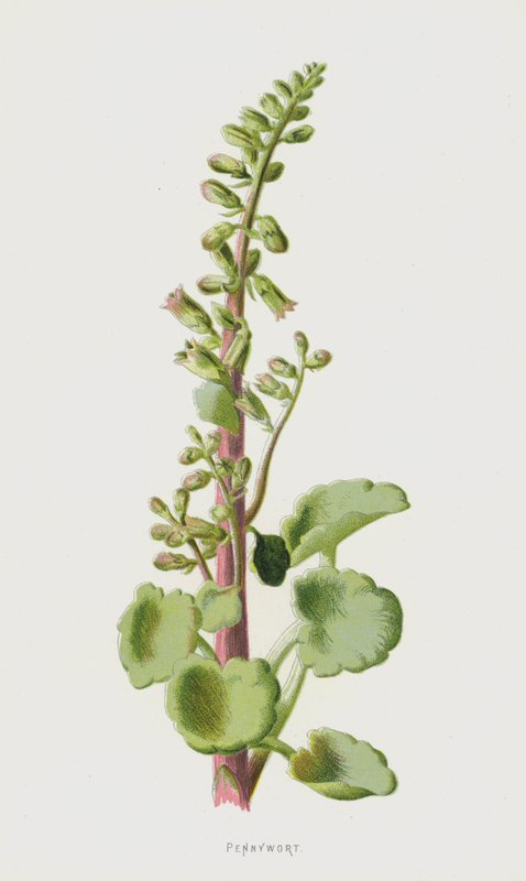 Pennywort (chromolitho) av Frederick Edward Hulme