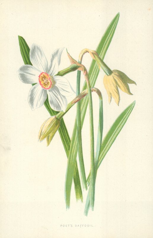Poetens påsklilja av Frederick Edward Hulme