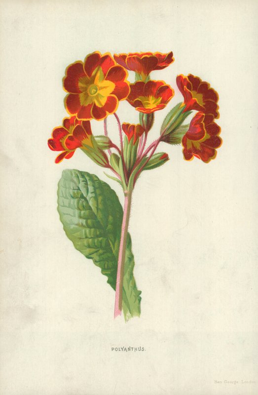Polyanthus av Frederick Edward Hulme