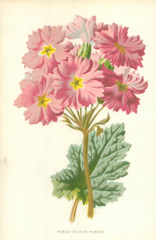 Primula eller China Primrose av Frederick Edward Hulme