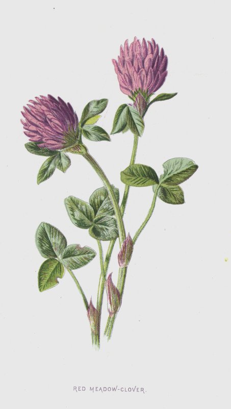 Röd äng-klöver (chromolitho) av Frederick Edward Hulme