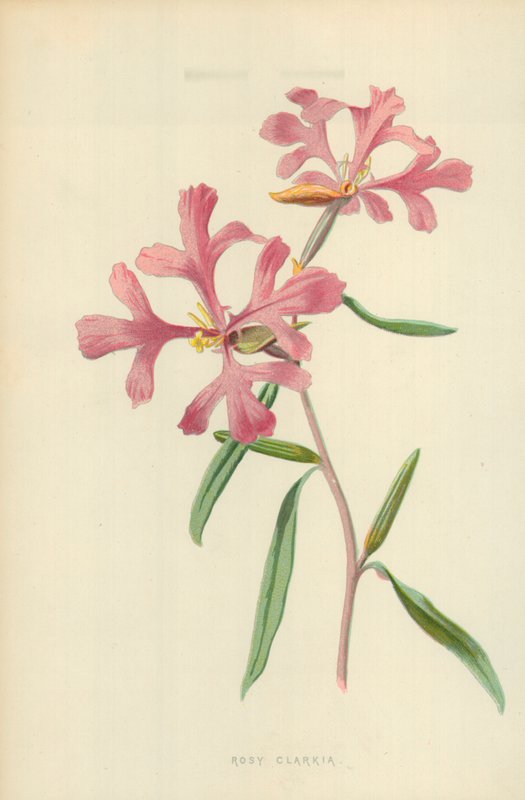 Rosy Clarkiaswed av Frederick Edward Hulme