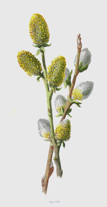 Sälg (chromolitho) av Frederick Edward Hulme
