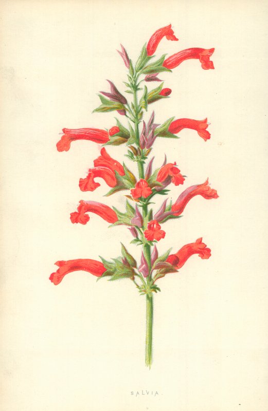 Salvia av Frederick Edward Hulme