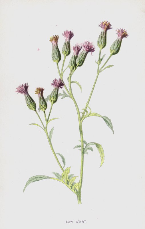 Sågsört (chromolitho) av Frederick Edward Hulme