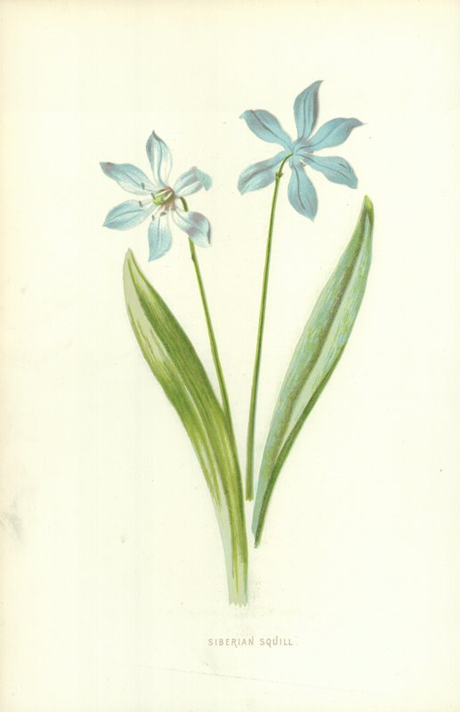 Siberian Squill av Frederick Edward Hulme