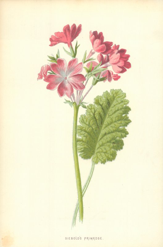 Siebolds Primrose av Frederick Edward Hulme
