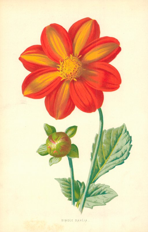 Singel Dahlia av Frederick Edward Hulme