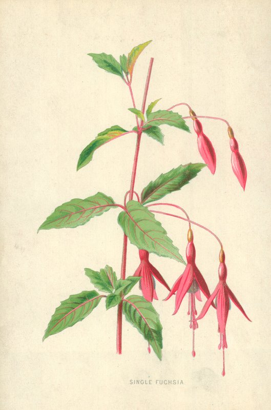 Singel Fuchsia av Frederick Edward Hulme