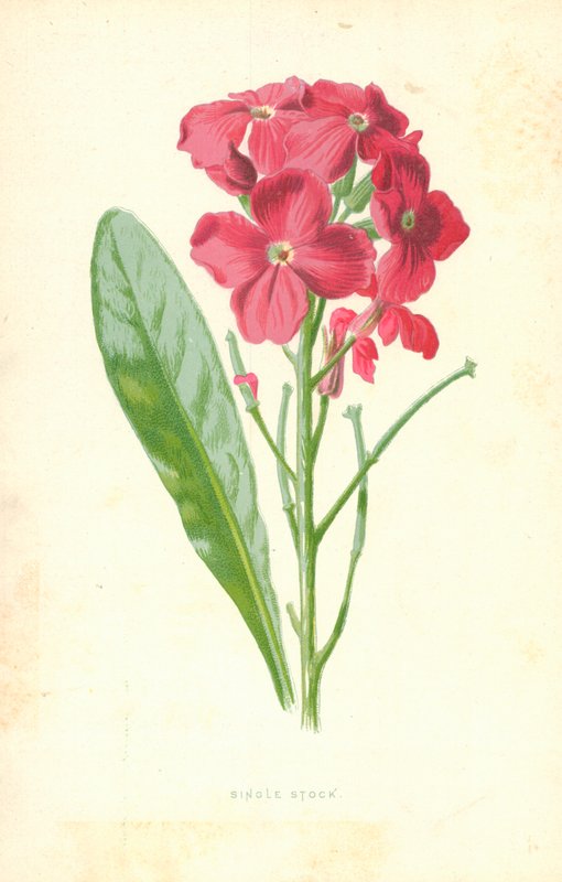 Enstaka lager av Frederick Edward Hulme