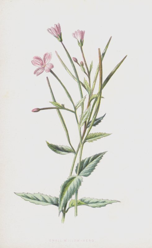 Liten pilört (chromolitho) av Frederick Edward Hulme