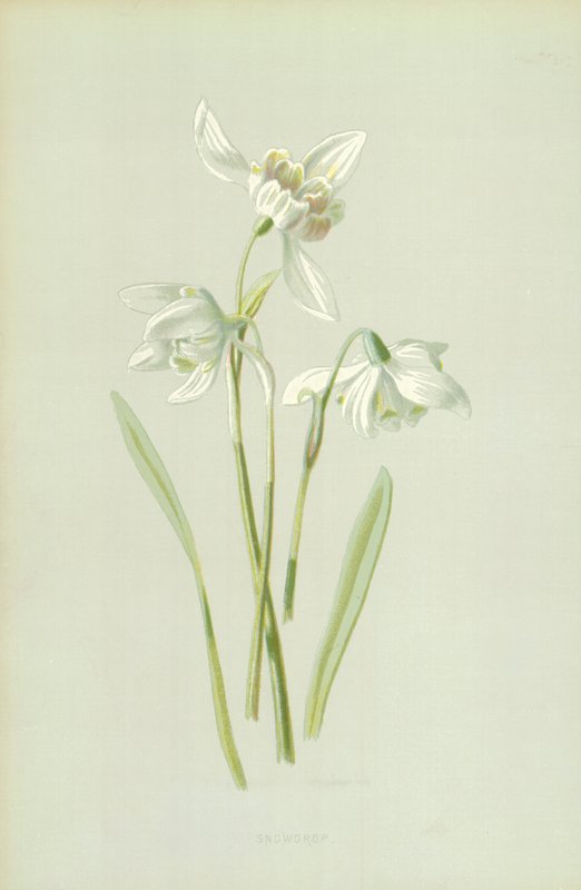 Snödroppe av Frederick Edward Hulme
