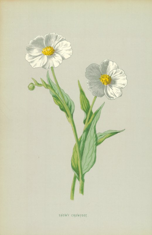 Snöig kråkfot av Frederick Edward Hulme