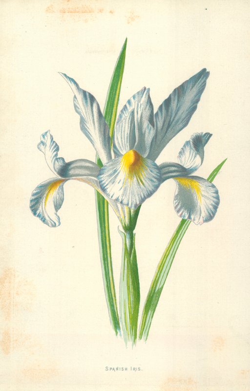 Spanska Iris av Frederick Edward Hulme
