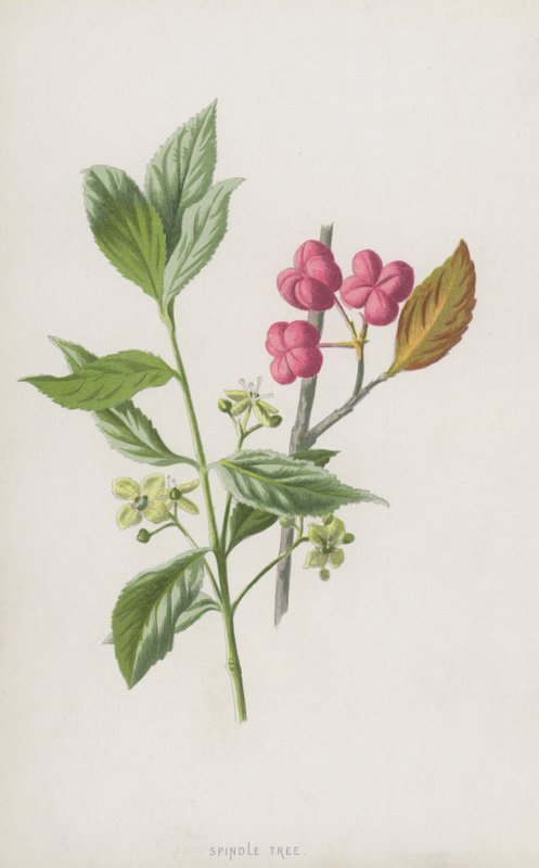 Spindelträd (chromolitho) av Frederick Edward Hulme