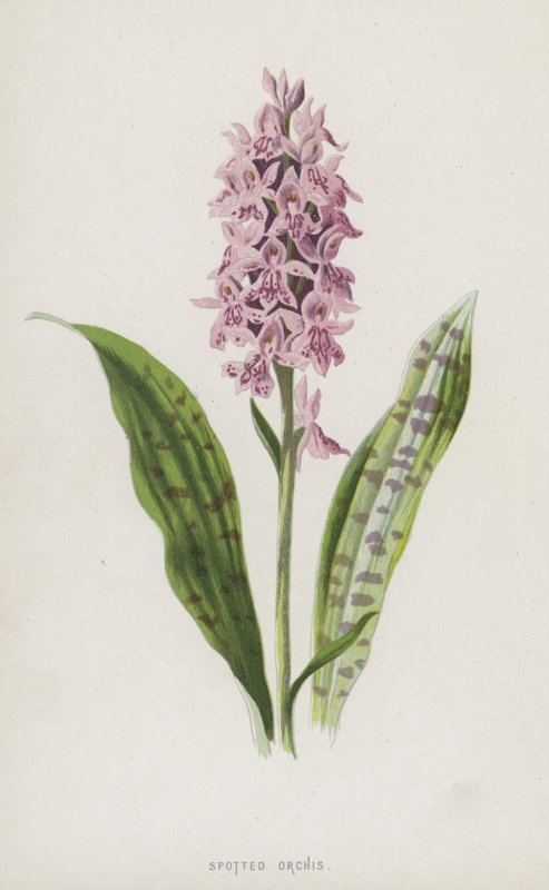 Fläckig orchis (chromolitho) av Frederick Edward Hulme