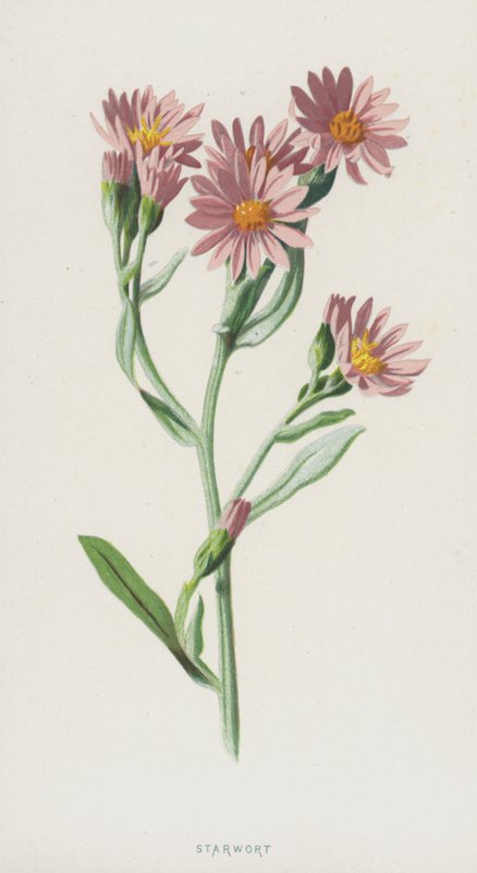Starwort (chromolitho) av Frederick Edward Hulme