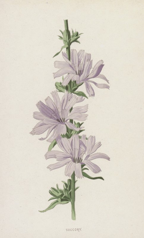 Sackor (chromolitho) av Frederick Edward Hulme