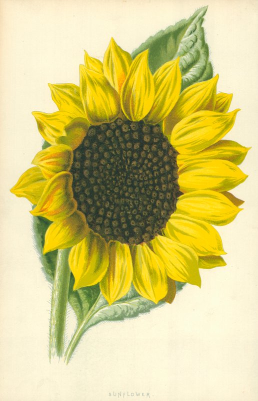 Solros av Frederick Edward Hulme